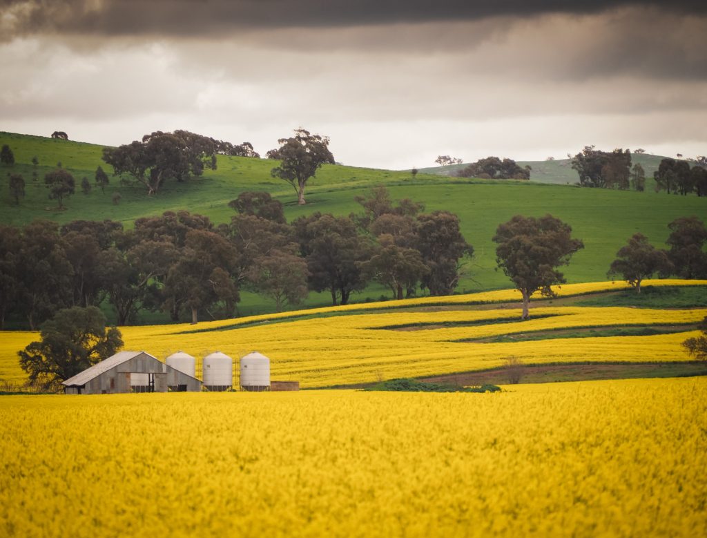 A corrugated iron shed & silos located in the distance in the middle of a vibrant yellow canola field